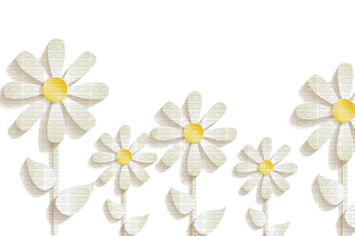 daisies  Bb2 - безплатен png