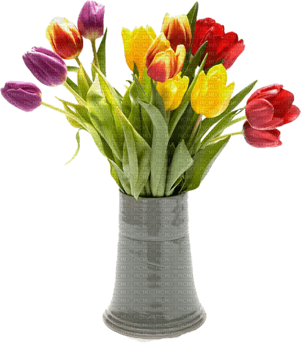 tulips  Bb2 - nemokama png