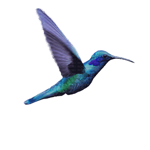 hummingbird - Gratis animerad GIF