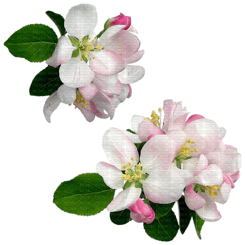 Apple Blossom - png grátis