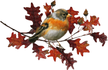 Autumn - 免费PNG