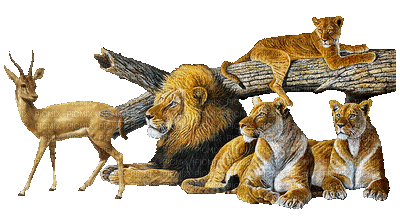 Africa animals bp - Animovaný GIF zadarmo