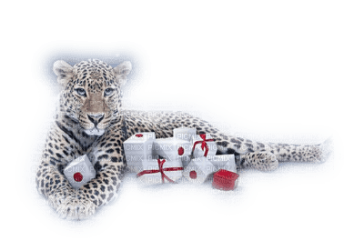 snow leopard bp - darmowe png