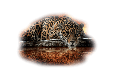 leopardo - 免费PNG