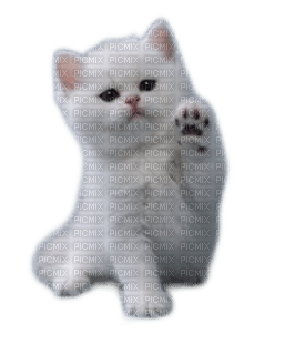 animalss cats nancysaey - ücretsiz png