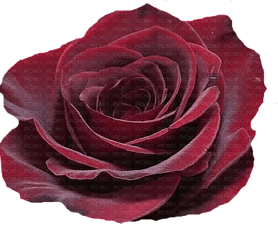 trandafir - png grátis
