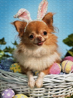 Easter-06139900 - GIF animado gratis