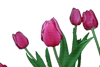 Tulip - GIF เคลื่อนไหวฟรี