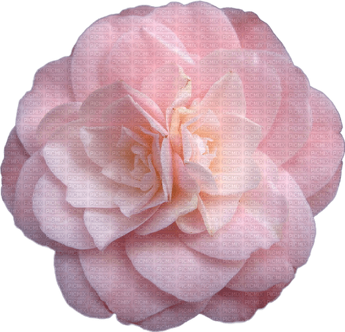 Pink Flower - 免费PNG