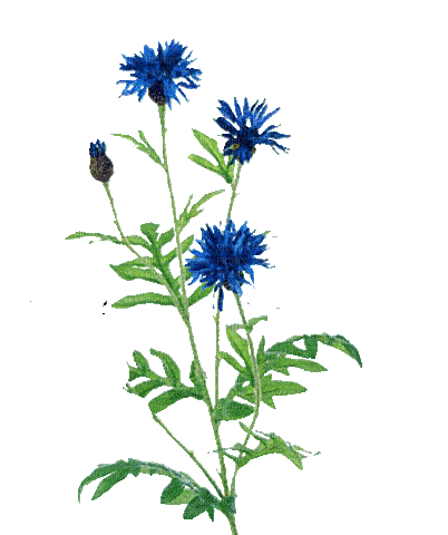 SM3 BLUE FLOWERS FLORAL GIF ANIMATION - Nemokamas animacinis gif