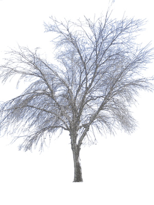 winter tree, sunshine3 - ingyenes png