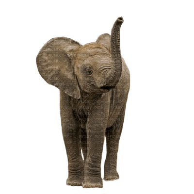 elephant bp - png gratis