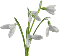 snowdrops - 無料png