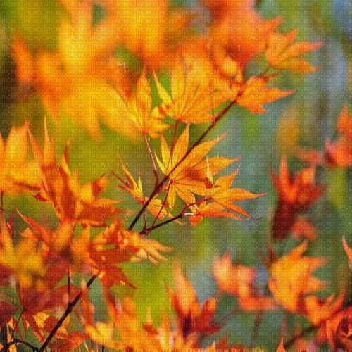 autumn background by nataliplus - ilmainen png