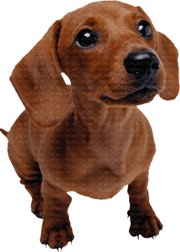 dachshund dog - gratis png
