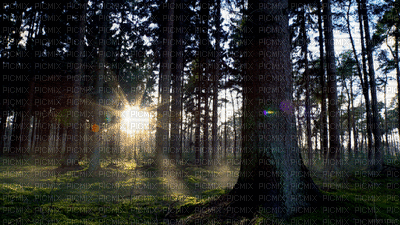 Paysage.Forêt.Forest.Landscape.Victoriabea - Darmowy animowany GIF