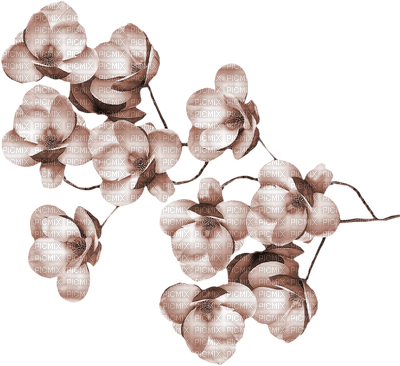 set Cacao -flower-blomma-minou52 - PNG gratuit