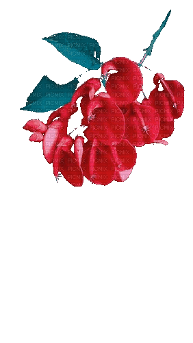 цветы - Darmowy animowany GIF