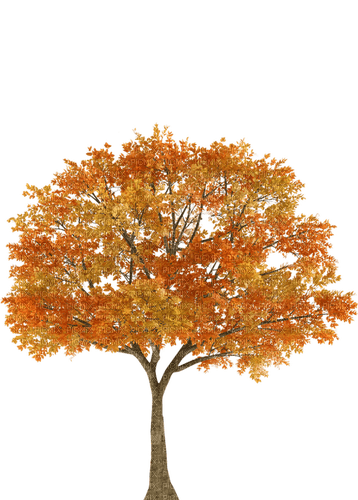 autumn tree Bb2 - фрее пнг