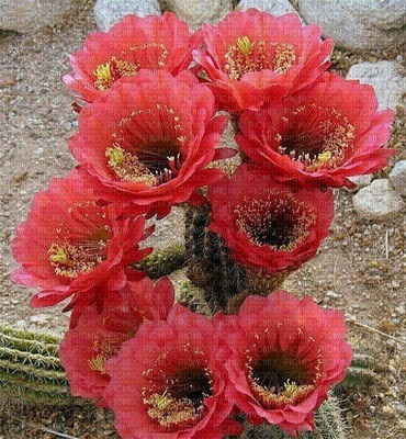 Flor de Cactus - zdarma png