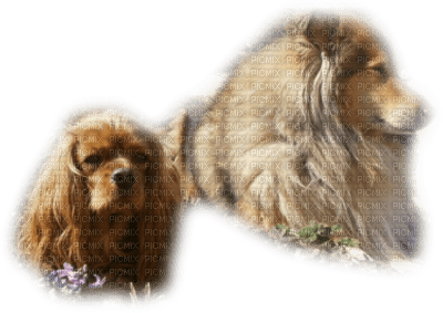 cecily-chiens - ingyenes png