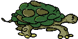 tortue - 無料のアニメーション GIF