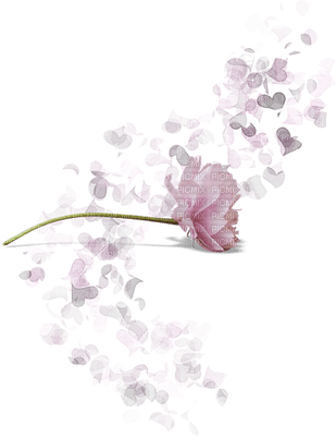Flower rosea Teeh - PNG gratuit