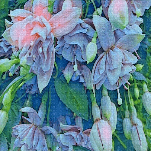 Fuchsia - фрее пнг