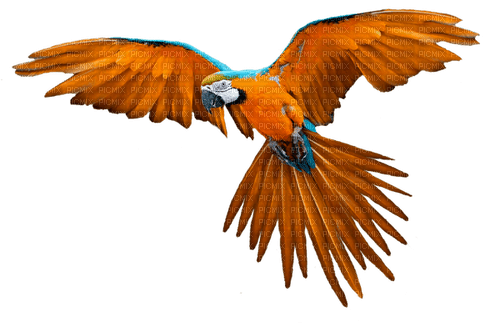 Parrot.Red.Orange.Blue - PNG gratuit