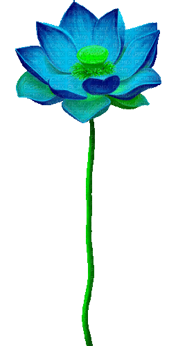 Animated.Lotus.Flower.Blue - By KittyKatLuv65 - Gratis animerad GIF