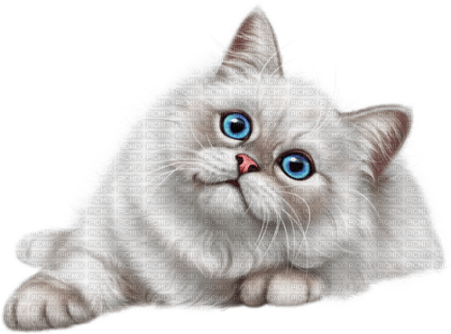 Gato blanco - PNG gratuit