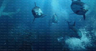 dauphins - Безплатен анимиран GIF
