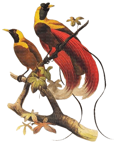 loly33 oiseaux - Free PNG