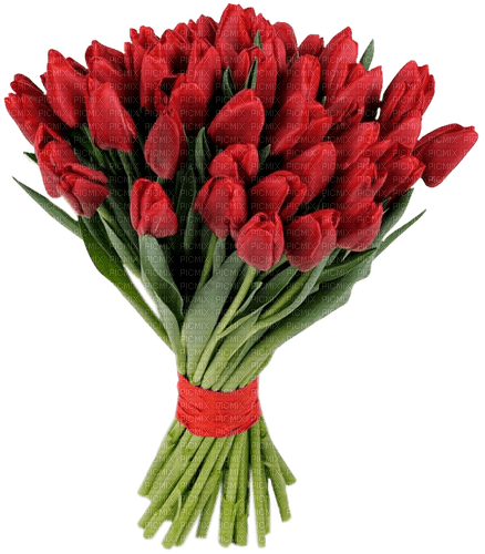 blommor-flowers-bukett-tulpaner-röda - darmowe png