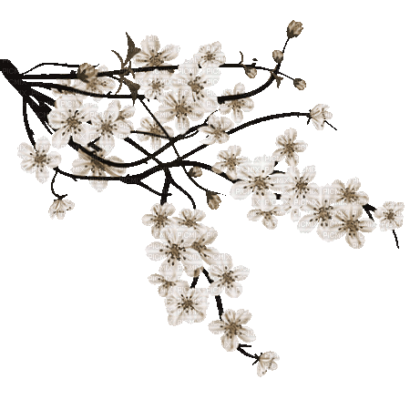 soave deco branch tree flowers spring oriental - Nemokamas animacinis gif