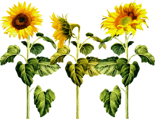 Sunflowers.Brown.Yellow - png gratuito