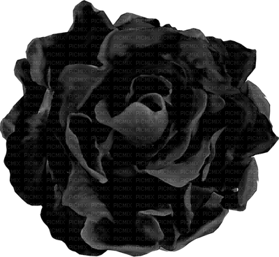 rose noir.Cheyenne63 - PNG gratuit