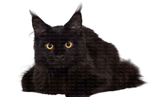 Black cat 💖 - png ฟรี