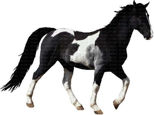 cheval - 無料のアニメーション GIF