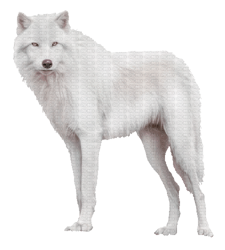 white wolf by nataliplus - Nemokamas animacinis gif