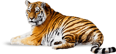 minou-animal-tiger - kostenlos png