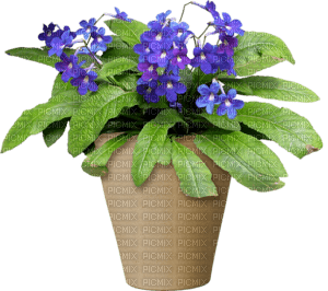 Kwiat doniczkowy - darmowe png
