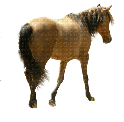 horse brown - PNG gratuit