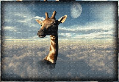 girafe - Gratis animerad GIF