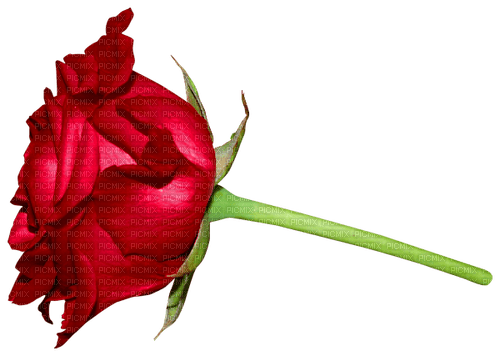 Rose.Red - png ฟรี
