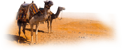 camel bp - ücretsiz png