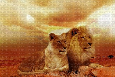 lions - Nitsa - 免费PNG