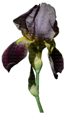 Tournesol94 fleur - png grátis