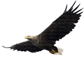 Kaz_Creations Eagle Bird - бесплатно png