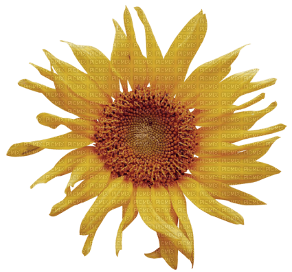 autumn deco kikkapink png sunflower flower - besplatni png